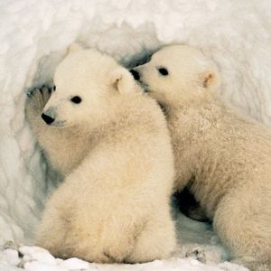 Bear Cubs