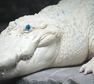 Dire Frost Crocodile