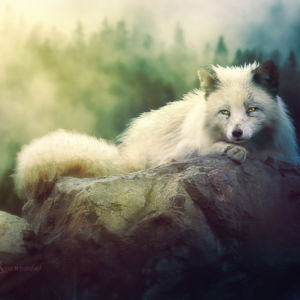 Snow Fox